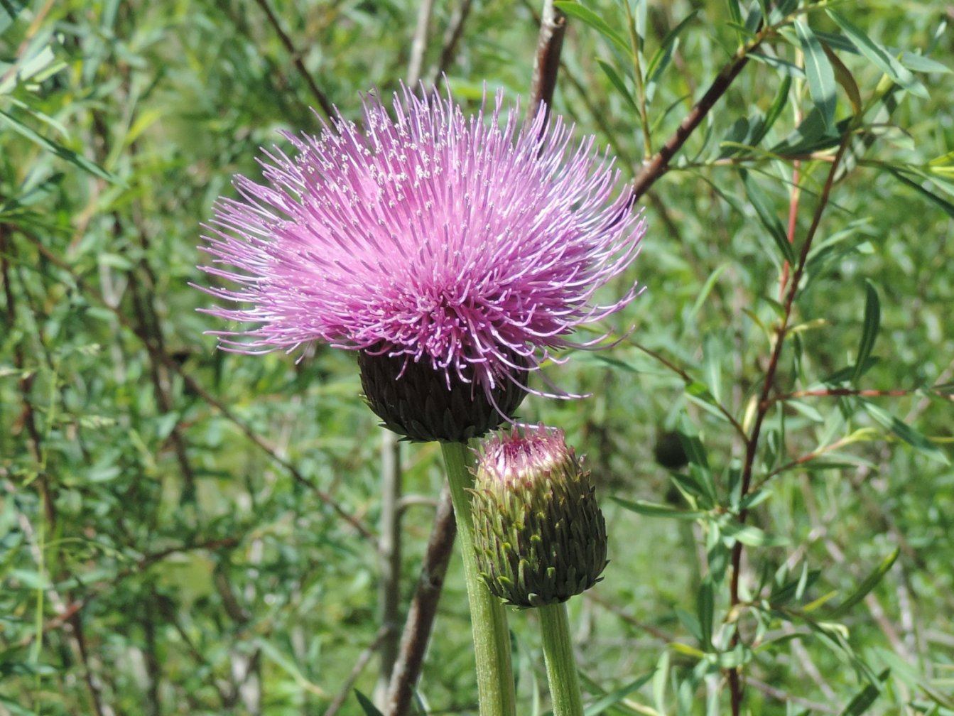 Cirsium heterophyllum